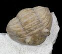 Rarely Seen Asaphus bottnicus Trilobite - Russia (Special Price) #31302-1